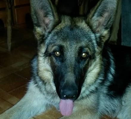 CUORGNE'-VALPERGA - Aiutiamo Rocky a tornare a casa