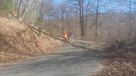 VALCHIUSELLA - Via le piante pericolose lungo la provinciale 66