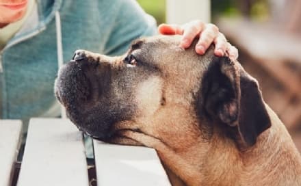 CANAVESE - Riprende la Pet Therapy ma con un nuovo protocollo di sicurezza