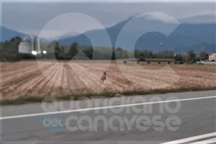 RIVAROLO-OZEGNA - Cervo terrorizzato sulla provinciale, sfiorato da auto e camion riesce a scappare
