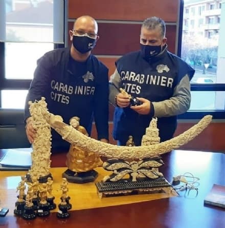 CASELLE - I carabinieri sulle tracce dell'avorio illegale ottenuto con l'uccisione degli elefanti