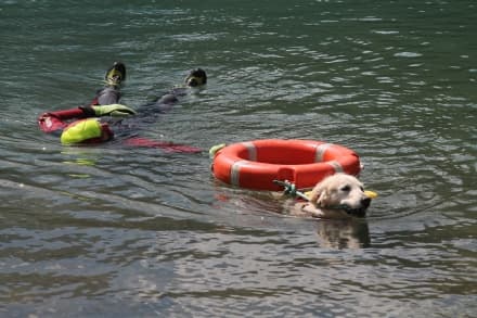 CERESOLE REALE - I cani Terranova nel lago per l'abilitazione al soccorso in acqua