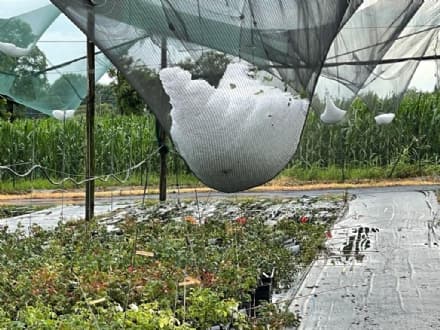 TEMPORALI E GRANDINE - Danni a raffica sul Chivassese: tetti scoperchiati, agricoltura in ginocchio - FOTO