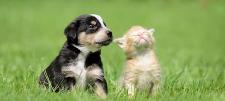 CUORGNE'-IVREA - Vende cibo scaduto per animali domestici: commerciante denunciata dalla guardia di finanza