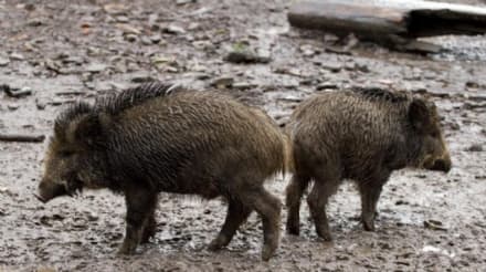 CINGHIALI - Peste suina africana: scattano le misure preventive in Piemonte