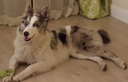 RICERCA CANE - Appello per Neve, smarrita a Ceresole Reale