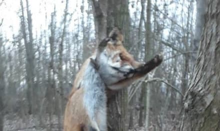 MONTANARO - Due volpi barbaramente uccise in un boschetto