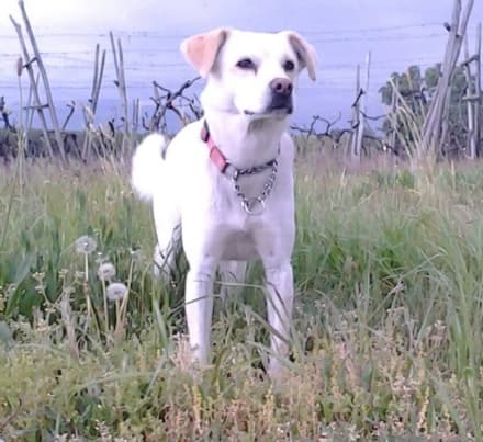 AGLIE' - Il tuono è troppo forte, cane scappa da casa