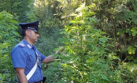 LOCANA - Piantagione di marijuana lungo l'Orco. Due diciottenni nei guai - FOTO e VIDEO
