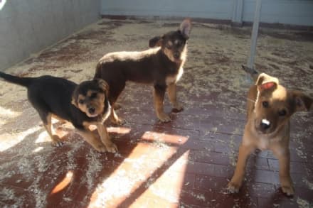 OGLIANICO - Cuccioli di pochi mesi abbandonati dentro uno scatolone