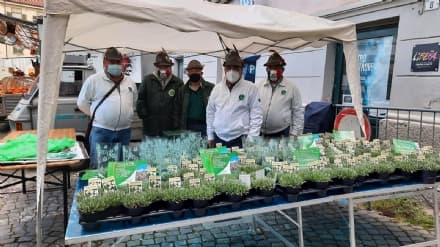 CUORGNE' - Sono andate a ruba le Stelle Alpine solidali