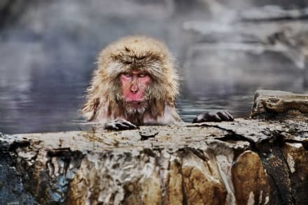 PHOTO - Il mondo animale negli scatti di Steve McCurry
