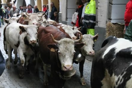 PONT CANAVESE - Quest'anno niente festa della transumanza