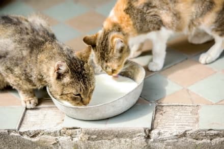 RIVARA - Colonia felina distrutta e minacce ai volontari: la strana storia dei gatti sfrattati da casa loro...