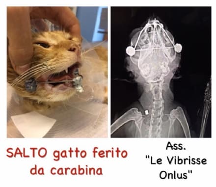 CUORGNE' - Idioti sparano in bocca a un gatto: salvato dai volontari di Rivarolo che, adesso, chiedono aiuto