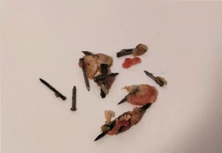 ALLARME IN CANAVESE - Bocconi per i cani con dentro i chiodi, è caccia all'autore: un cane gravemente ferito