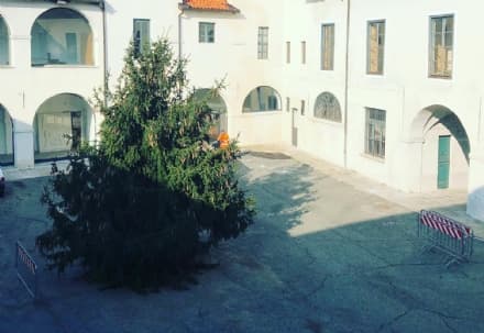 CUORGNE' - Lo «Spelacchio» locale diventa «Puntarello» con un'iniziativa per i bimbi