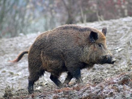 CANAVESE - Coronavirus, Coldiretti lancia l'allarme cinghiali: «Abbattimenti fermi»