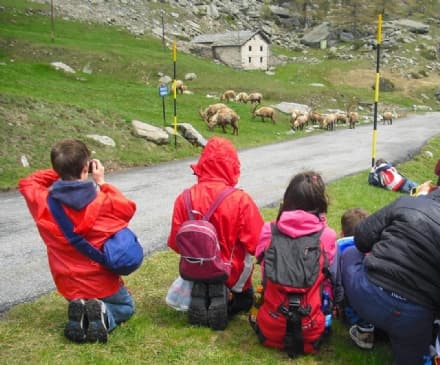 PARCO GRAN PARADISO - A Locana si conclude il progetto «Chi ama protegge»