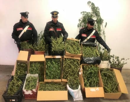 RUEGLIO - Scoperto laboratorio per la produzione di marijuana: un 42enne arrestato - VIDEO