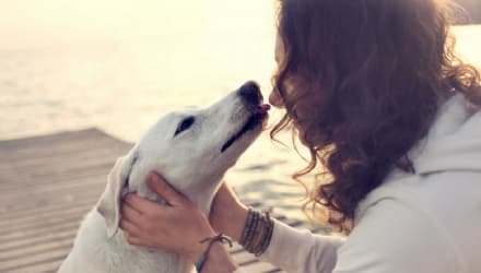 IVREA - Jimmy cane eroe: il suo gesto sarà riconosciuto a Camogli con il «Premio fedeltà del cane»