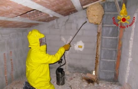 CANAVESE - Raffica di allarmi per nidi di vespe e calabroni - VIDEO