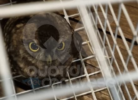 OGLIANICO - I vigili del fuoco salvano un gufetto rimasto incastrato in una canna fumaria - FOTO