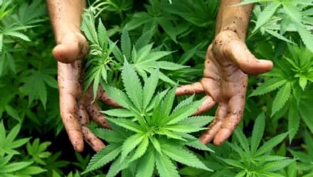 MONTANARO - Coltivano marijuana: marito e moglie arrestati