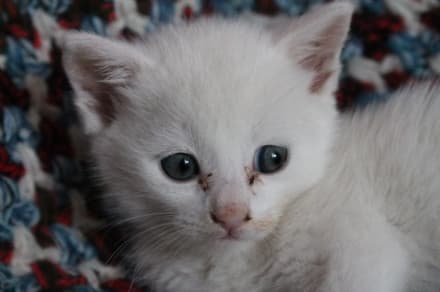 PONT-RIVAROLO - Cani e gatti sfortunati chiedono aiuto