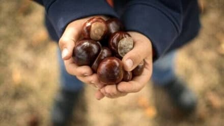 VAL DI CHY - Si moltiplicano i «furbetti» delle castagne: appello dei sindaci contro i ladri di frutti