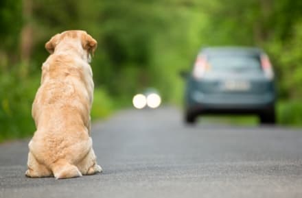 PET - Finita la pandemia, cresce l'abbandono dei cani