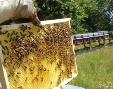 MERCENASCO - Vandali devastano le arnie delle api: danni ingenti