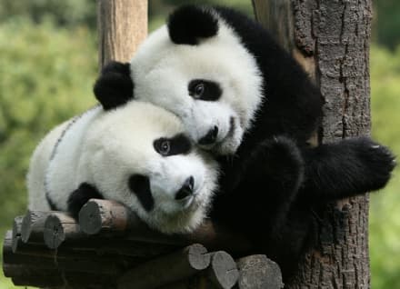 ANIMALIA - Il lockdown e l'amore di due panda