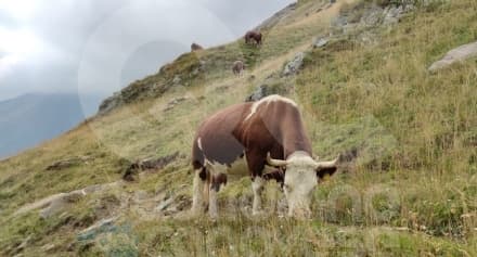 TRAVERSELLA - Si perde in montagna a causa della nebbia, salvata dai campanacci delle mucche