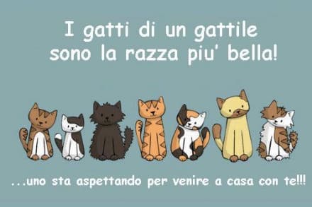 RIVAROLO - Porte aperte al Gattile di villa Vallero