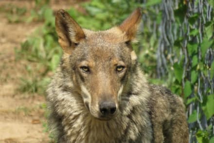 RONCO CANAVESE - Lupi in valle Soana: scontro politico in Regione sulle opzioni di contenimento