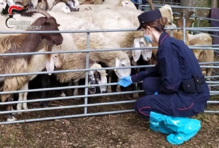 CANAVESE - Ovini ceduti «a tempo determinato» solo per incassare i fondi europei: quattro allevatori denunciati - VIDEO