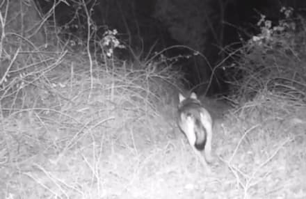 CHIVASSESE - Il lupo c'è: filmati due esemplari a spasso... - VIDEO
