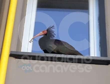 BUSANO-FRONT - «Buongiorno, sono l'Ibis Eremita... e mi piace proprio il Canavese» - FOTO