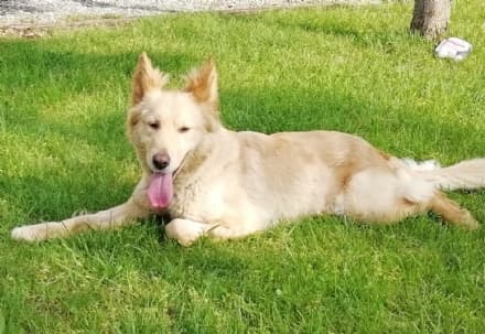 LEINI - Appello per ritrovare il cane Mia smarrito in frazione Tedeschi