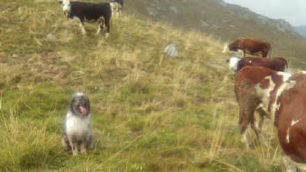 CASTELLAMONTE - Cane ucciso dalla carne con i chiodi: i carabinieri sulle tracce del killer