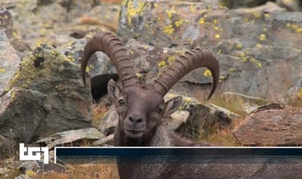 RONCO CANAVESE - La Valle Soana, la vita in montagna e il Parco Gran Paradiso sul Tg1 - VIDEO