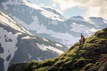 NATURA - Una foto del Parco Gran Paradiso vince il concorso Wiki Loves Earth - Italian Alps
