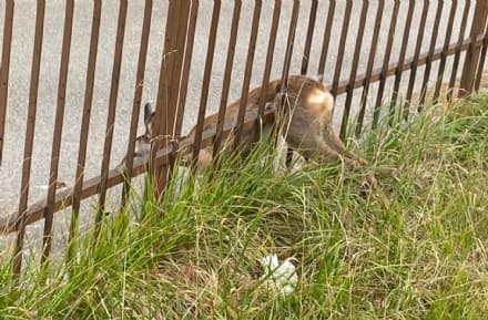 FORNO CANAVESE - Capriolo incastrato in una cancellata: liberato dai vigili del fuoco
