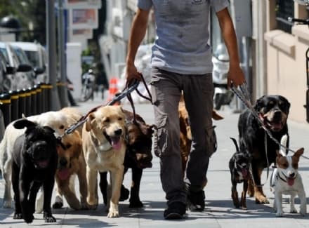 CUCCIOLI - Piemonte: è nato l'albo dei dog sitter