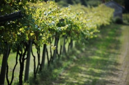 CALUSO - Il Canavese protagonista di «Provincia Incantata»