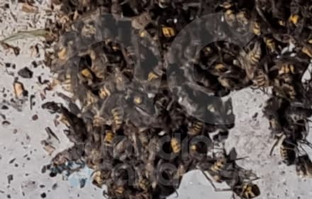 SALASSA - Maxi nido di vespe: interviene la protezione civile