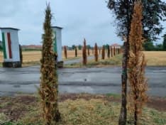 SAN GIUSTO CANAVESE - Caldo record, già secchi i cipressi piantati in primavera al cimitero