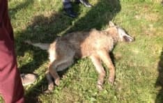 VAUDA CANAVESE - Un giovane lupo investito e ucciso in via Ceretti