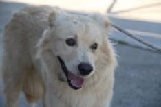 CUORGNE' - Cucciolo smarrito in frazione Santa Lucia